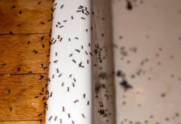 Reliable Rockville, CT Pest Control Solutions